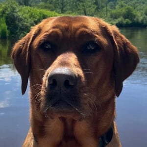 Ruby the Labrador Profile Picture