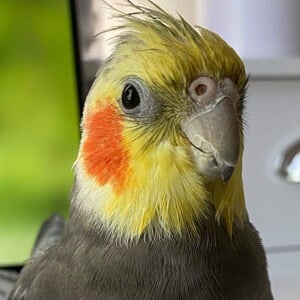 YumYumTheTiel Profile Picture