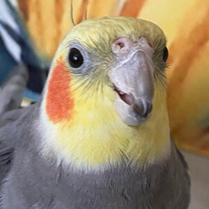 YumYumTheTiel Headshot 2 of 5