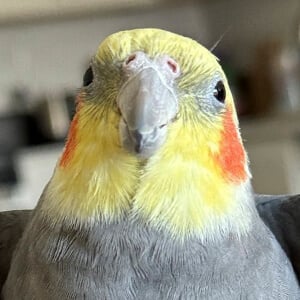 YumYumTheTiel Headshot 3 of 5