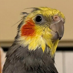 YumYumTheTiel Headshot 4 of 5