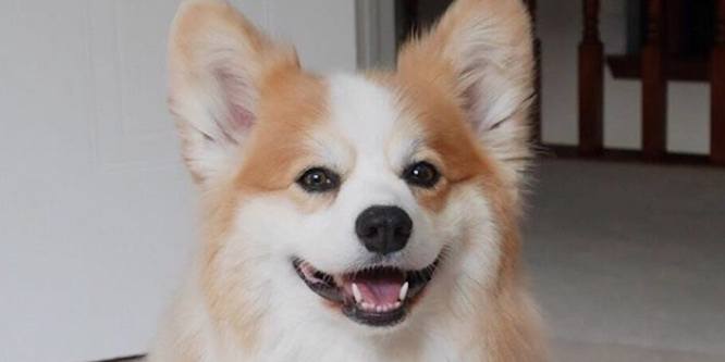 Tibby The Corgi - Age, Family, Bio | Famous Birthdays